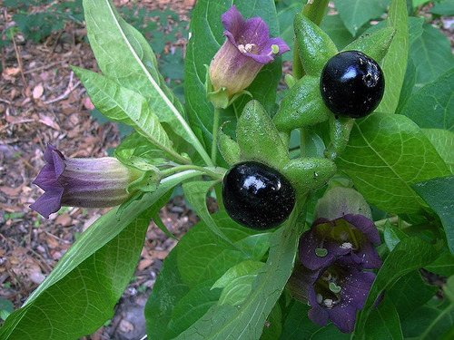 Flor Beladona Atropa Belladonna Sementes P Muda Frete Rápido