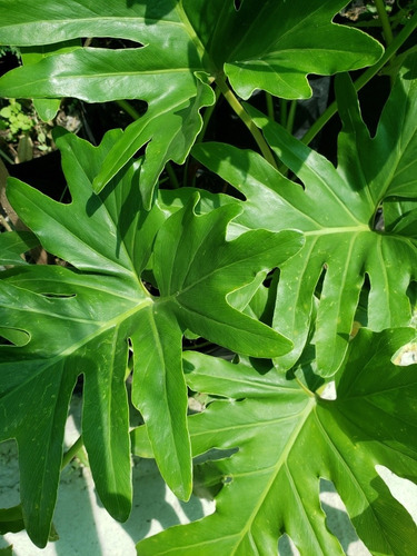 Philodendron Xanadu 