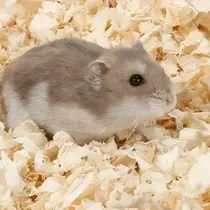 Comprar Sustrato Para Conejo Cuyo Aserrín
