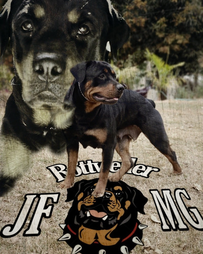 Filhotes De Rottweiler Jf Mg