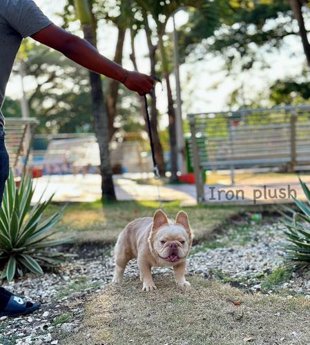 Bulldog Francés Fluffy (para Cruzar).