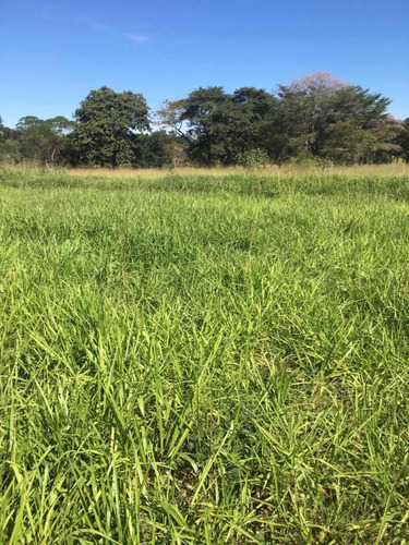 Imagem 10 de 13 de Fazenda Dupla Aptidão Estado De São Paulo