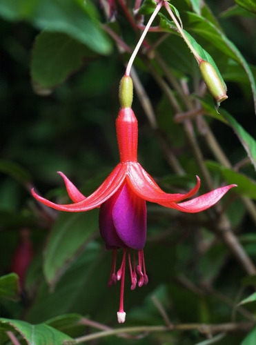 Semillas De Fucsia Magallanica 