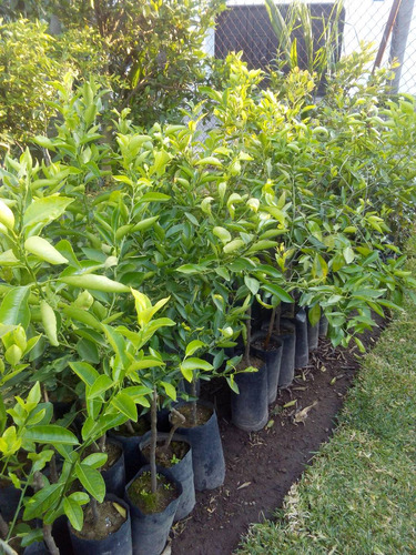 50 Plantas De Limon Persa, Colimense) Con Envio