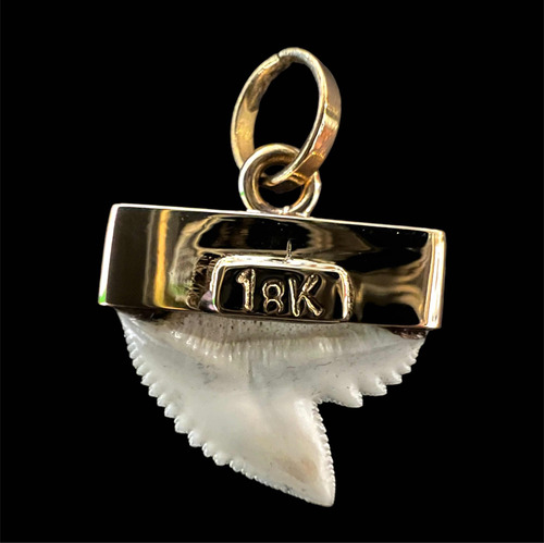 Diente De Tiburón Tigre (chico) Casquillo Oro Macizo De 18k (Usado)
