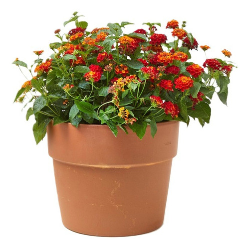 Sobre Para Sembrar 15 Plantas Florales Lantana 