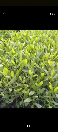 Plantas De Acacia Mangium
