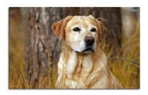 Pintura Por Diamantes Kit Completo 30x30cm Perrito Labrador