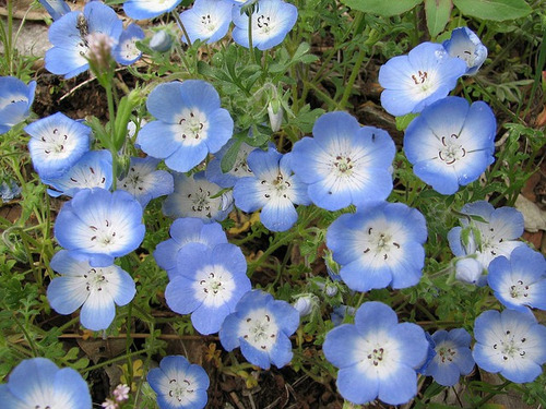 Nemophila Menziesii Baby Blue Eyes Flor Sementes Para Mudas