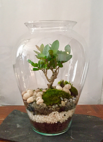 Bonsai Terrario Globo Con Arbolito Junípero, Ficus O Guayabo