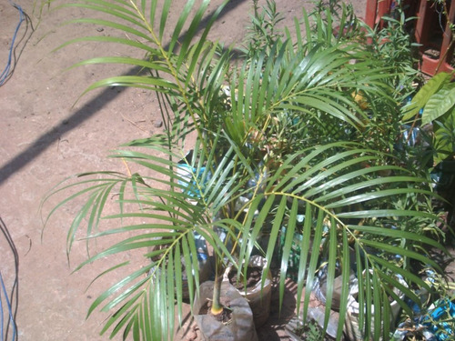 Palma Areca