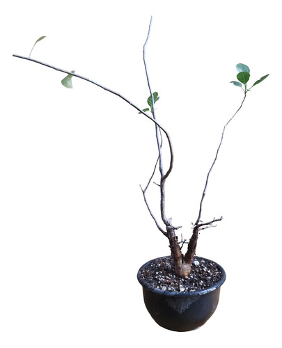 Arbolito Para Bonsai Copal Negro Bursera Schlechtendalii