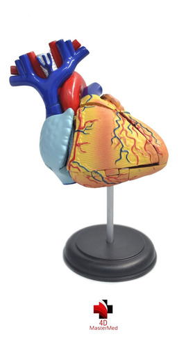 Modelo Do Corpo Humano - Coração - 4d Master