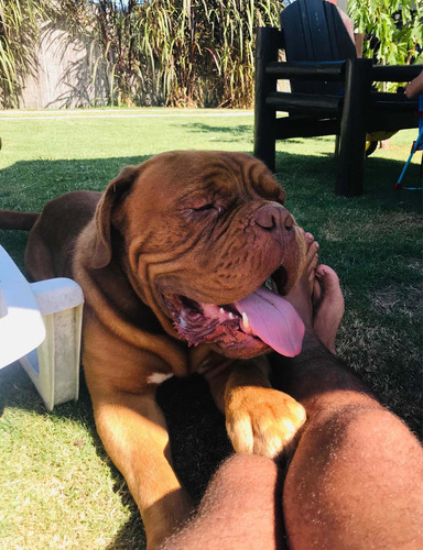 Imagen 4 de 5 de Dogo De Burdeos Para Monta