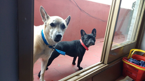Guardería Canina Zona Oeste (ramos Mejía)