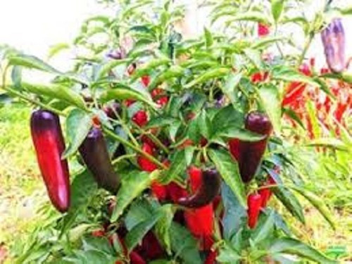 Pimenta Iberaba Jalapenho - 1,6g = 280 Sementes Aproximado