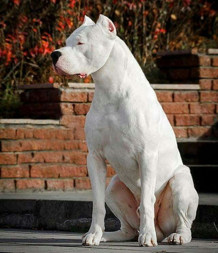 Dogo Argentino 44 Blanco