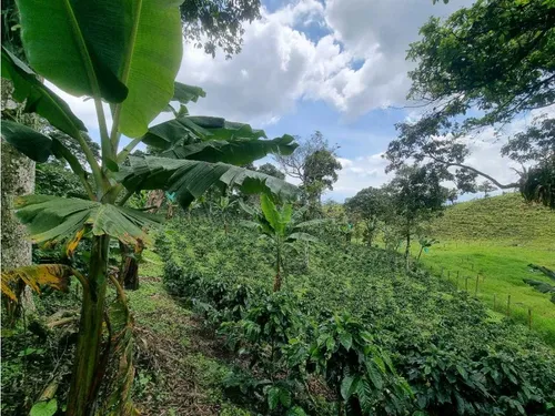 En Venta Finca Cafetera Certificada En Filandia Quindio