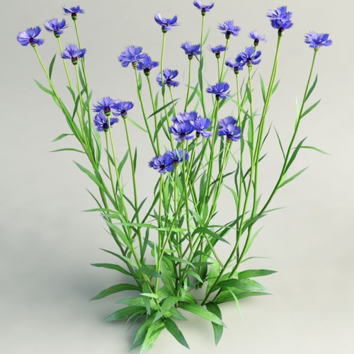 Sementes De Centáurea Cyanus Sortida Flor