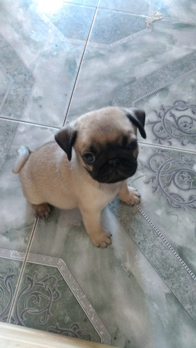 Pug Carlino Mascara Negra Peluche!!! Con Papeles. 