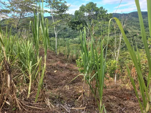 Venta De Lote En Villeta, Vereda Cune