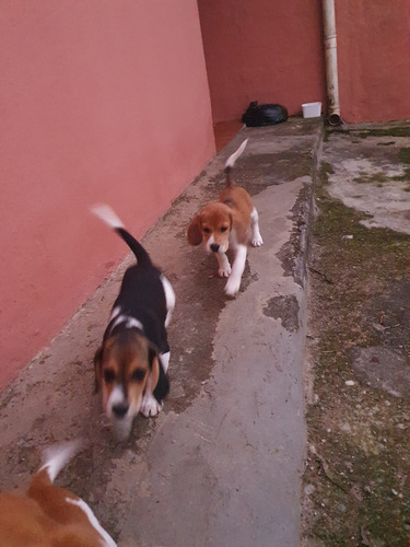 Filhotes De Beagle