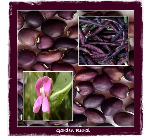 Sementes De Feijão De Corda Caupi Macáçar Frade Crioulo Roxo