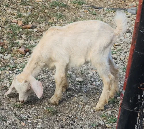 Cabrito De 2 Meses Blanco