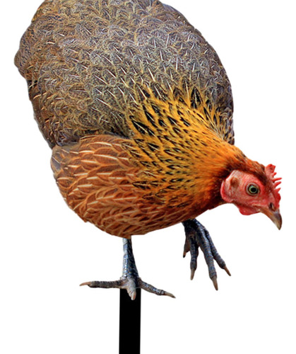 Letrero De Gallina Para Jardín, Escultura Realista De A