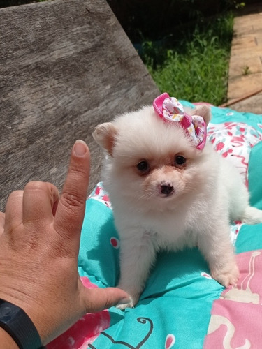 Filhote De Lulu Fêmea Com Pedigree AtestadoVeterinário