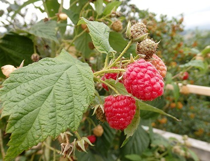 Imagen 4 de 5 de 15 Semillas De Planta Frutal Trepadora Fresas O Frambruesa