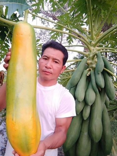 150 Semillas De Papaya Gigante