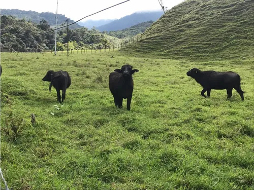 Vendo Fk 400 Cuadras Aptas Para Hass Pueblo Rico (risaralda)