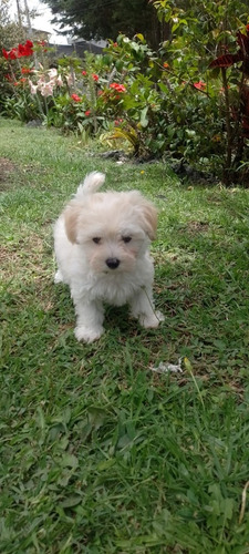 Cachorro Maltés Pura Raza Bogotá Animal Pets Colombia 