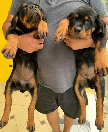 Cachorros Rottwailer