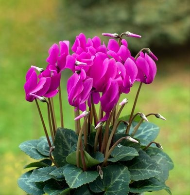 Cajon Violeta De Los Alpes, Cyclamen M13 (10 Unidades)