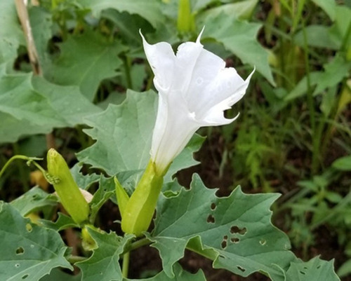 150 Semillas De Toloache Datura Stramonium 