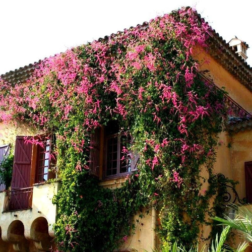 Imagem 3 de 7 de Amor Agarradinho Trepadeira Coral Vine Antigonon Sementes
