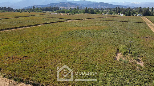 Predio 68.5 Ha En Cam La Montaña Con Parrones En Producción
