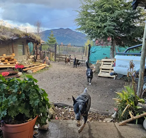 Guardería & Pensionado Canino En Bariloche Sin Jaulas