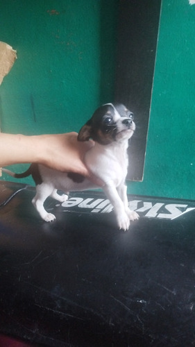 Cachorro Chihuahua 