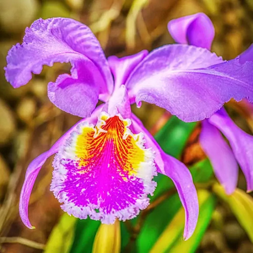Planta Orquidea Rara, Variedad A Elegir
