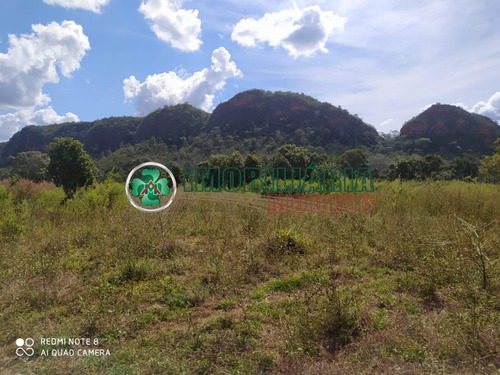 Imagem 9 de 14 de Fazenda Para Venda Em Barra Do Garças - Mt (cód. 192) Fazenda De Pecuária Em Toricueije Para Uso Em Pecuária.