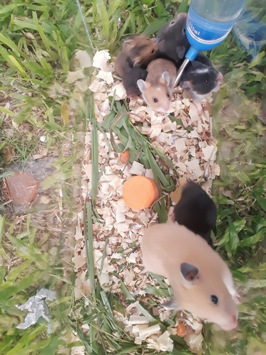 Imagen 3 de 6 de Hamster