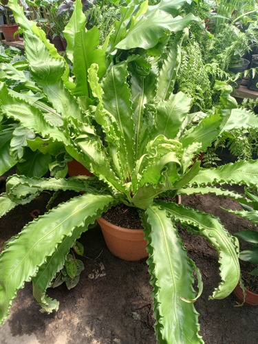 Imagen 2 de 3 de Asplenium Nidus L. Helecho Nido De Pájaro M30