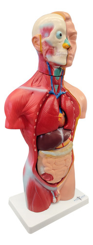 Modelo Anatómico: Torso Masculino De 42 Cm En 13 Partes