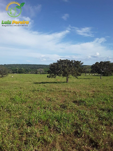 Imagem 6 de 15 de Fazenda Á Venda Em Dois Irmãos - To - 760 Hectares (dupla Aptidão) - 2086