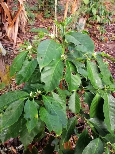 Imagen 3 de 8 de Finca De 7,6 Ha- $50000 - 4500 Plantas De Cafe Joven- Bosquez- Quebrada-zona Cafetalera En San Antonio De Las Aradas Mejor Cafe De Ecuador.