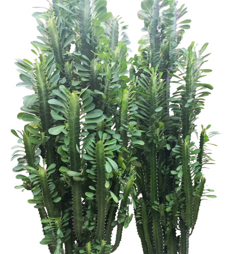 Euphorbia Verde Maceta Nro.30