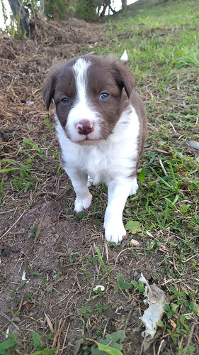 Cachorra Border Collie Chocolate Hembra Animal Pets Colombia